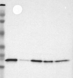 BID Antibody, Novus Biologicals 0.1 mL; Unconjugated:Antibodies, Polyclonal