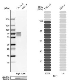 BIN1 Antibody, Novus Biologicals:Antibodies:Primary Antibodies