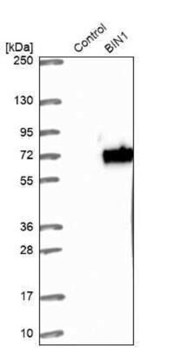 BIN1 Antibody, Novus Biologicals:Antibodies:Primary Antibodies