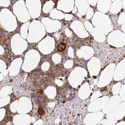 BIN2 Antibody, Novus Biologicals:Antibodies:Primary Antibodies