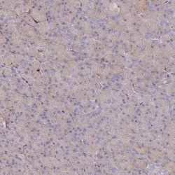 BIN2 Antibody, Novus Biologicals:Antibodies:Primary Antibodies