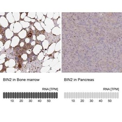 BIN2 Antibody, Novus Biologicals:Antibodies:Primary Antibodies
