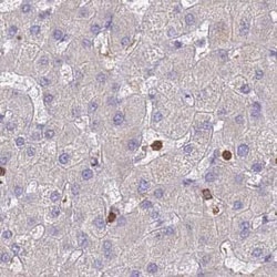 BIN2 Antibody, Novus Biologicals:Antibodies:Primary Antibodies