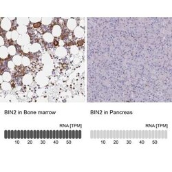 BIN2 Antibody, Novus Biologicals 25 &mu;L, Unconjugated:Antibodies, Polyclonal