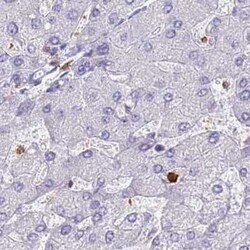 BIN2 Antibody, Novus Biologicals 25 &mu;L, Unconjugated:Antibodies, Polyclonal