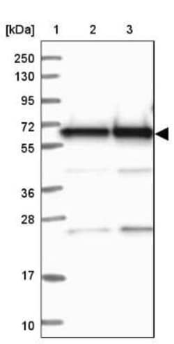 BIN2 Antibody, Novus Biologicals:Antibodies:Primary Antibodies