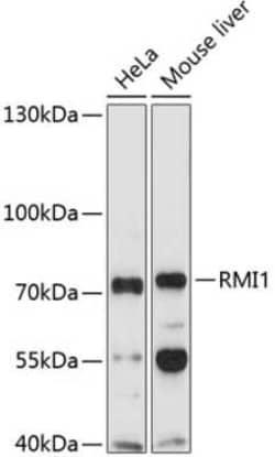 BLAP75 Antibody - BSA Free, Novus Biologicals:Antibodies:Primary Antibodies