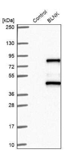 BLNK Antibody, Novus Biologicals 25 &mu;L; Unconjugated:Antibodies, Polyclonal