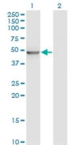 BLU Antibody (3A6), Novus Biologicals 0.1 mg | Buy Online | Novus Biologicals | Fisher Scientific