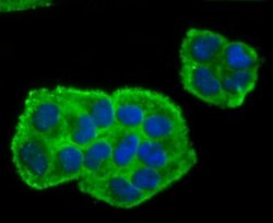 BMAL1 Antibody (JM17-34), Novus Biologicals 100&mu;L:Antibodies, Monoclonal
