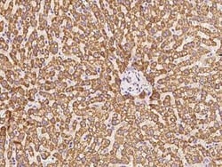 BMERB1 Antibody, Novus Biologicals 50 &mu;g, Unconjugated:Antibodies, Polyclonal