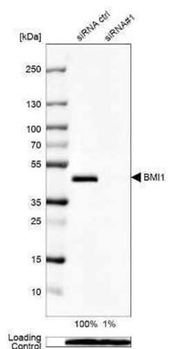 BMI-1 Antibody, Novus Biologicals 0.1 mL | Buy Online | Novus Biologicals | Fisher Scientific