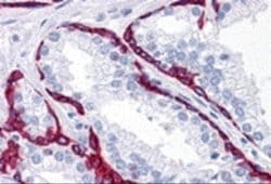 BMP-15/GDF-9B Antibody - BSA Free, Novus Biologicals 0.1 mg; Unconjugated:Antibodies,