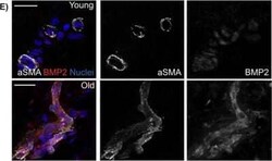 BMP-2 Antibody - BSA Free, Novus Biologicals:Antibodies:Primary Antibodies