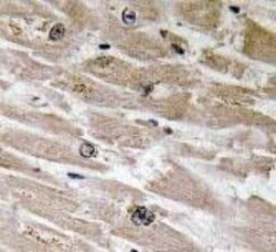 BMP-2 Antibody - BSA Free, Novus Biologicals:Antibodies:Primary Antibodies