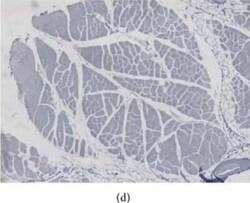 BMP-2 Antibody - BSA Free, Novus Biologicals:Antibodies:Primary Antibodies