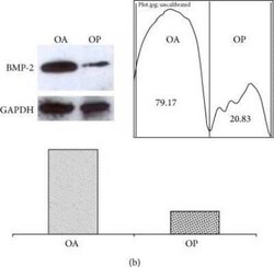 BMP-2 Antibody - BSA Free, Novus Biologicals:Antibodies:Primary Antibodies