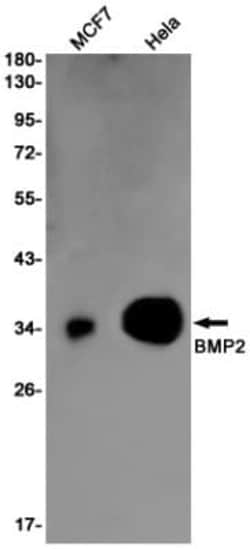 BMP-2 Antibody (S03-3H9), Novus Biologicals 50 &mu;g; Unconjugated:Antibodies,