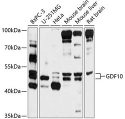 BMP-3b/GDF-10 Antibody - BSA Free, Novus Biologicals:Antibodies:Primary