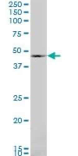 Novus Biologicals BMP-7 Antibody (S52), Novus Biologicals 0.1 mg | Buy Online | Novus Biologicals&trade; | Fisher Scientific