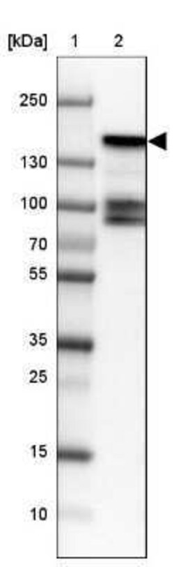 BMP2K Antibody, Novus Biologicals 0.1 mL | Buy Online | Novus Biologicals | Fisher Scientific