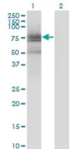 BMX Antibody (3G3), Novus Biologicals 0.1 mg | Buy Online | Novus Biologicals | Fisher Scientific