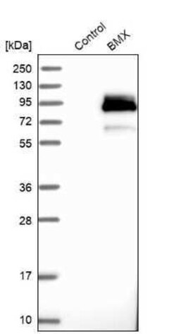 BMX Antibody, Novus Biologicals 25 &mu;L; Unconjugated:Antibodies, Polyclonal