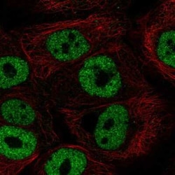 BNC1 Antibody, Novus Biologicals:Antibodies:Primary Antibodies