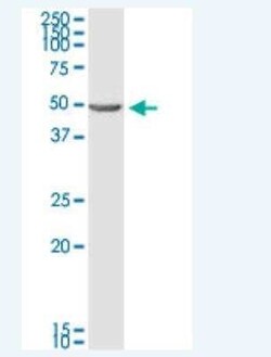BNIP2 Antibody (8C6), Novus Biologicals 100 &mu;g | Buy Online | Novus Biologicals | Fisher Scientific