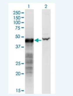 BNIP2 Antibody (8C6), Novus Biologicals 100 &mu;g | Buy Online | Novus Biologicals | Fisher Scientific