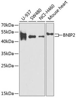 BNIP2 Antibody - BSA Free, Novus Biologicals 0.02 mL, Unconjugated:Antibodies,