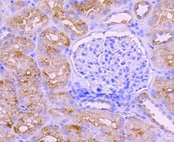 BNIP3 Rabbit anti-Human, Clone: JA71-10, Novus Biologicals 100&mu;L:Antibodies,