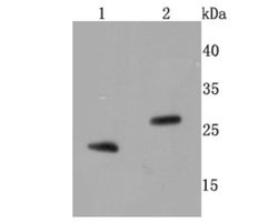 BNIP3 Rabbit anti-Human, Clone: JA71-10, Novus Biologicals 100&mu;L:Antibodies,