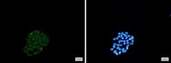 BNIP3 Antibody (S09-1G8), Novus Biologicals:Antibodies:Primary Antibodies