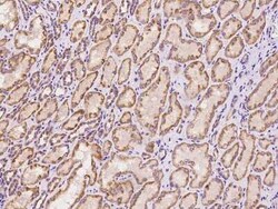 BNIP3L Antibody, Novus Biologicals 50 &mu;g; Unconjugated:Anticuerpos