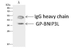 BNIP3L Antibody, Novus Biologicals 50 &mu;g; Unconjugated:Anticuerpos