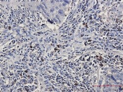 BNIP3L Antibody (S01-0F5), Novus Biologicals 50 &mu;g; Unconjugated:Antibodies,
