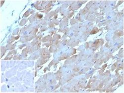 BNP Mouse anti-Human, Clone: NPPB/4493, Novus Biologicals 100 &mu;g; Unconjugated:Anticorps,