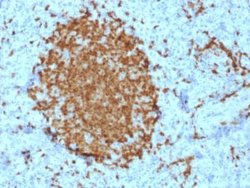 BOB1 Antibody (BOB1/2421) - Azide and BSA Free, Novus Biologicals 100 ug;