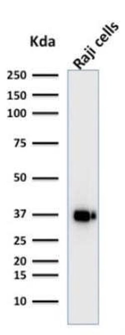 BOB1 Antibody (BOB1/2421) - Azide and BSA Free, Novus Biologicals 100 ug;
