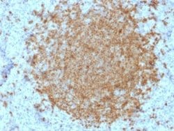 BOB1 Antibody (BOB1/2422) - Azide and BSA Free, Novus Biologicals 100 &mu;g;