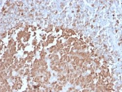 BOB1 Antibody (BOB1/2422) - Azide and BSA Free, Novus Biologicals 100 &mu;g;