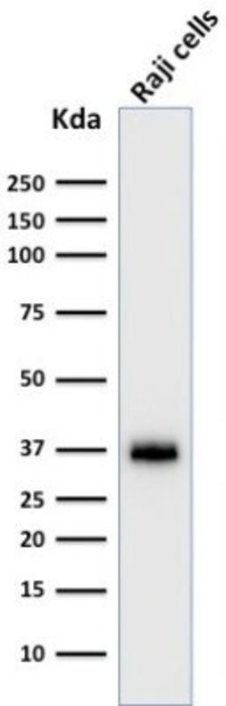 BOB1 Antibody (BOB1/2422) - Azide and BSA Free, Novus Biologicals 100 &mu;g;