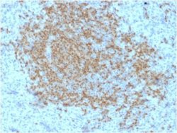 BOB1 Antibody (BOB1/2423) - Azide and BSA Free, Novus Biologicals 100 &mu;g;