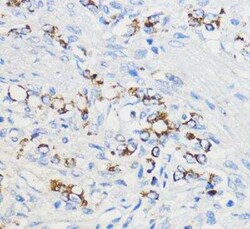 BOLA3 Antibody - Azide and BSA Free, Novus Biologicals:Antibodies:Primary