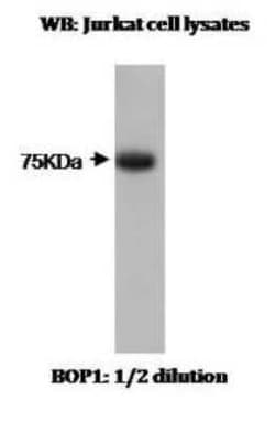 BOP1 Antibody (T7-P1B7 A8) - BSA Free, Novus Biologicals:Antibodies:Primary