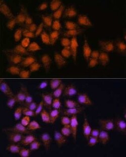 BPGM Antibody - BSA Free, Novus Biologicals:Antibodies:Primary Antibodies