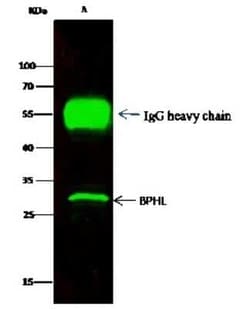 BPHL Antibody, Novus Biologicals 50 &mu;g; Unconjugated:Antibodies, Polyclonal