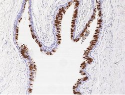 BPIFB1 Rabbit anti-Human, Clone: 3, Novus Biologicals:Antibodies:Primary