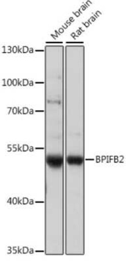 BPIL1 Antibody - Azide and BSA Free, Novus Biologicals:Antibodies:Primary